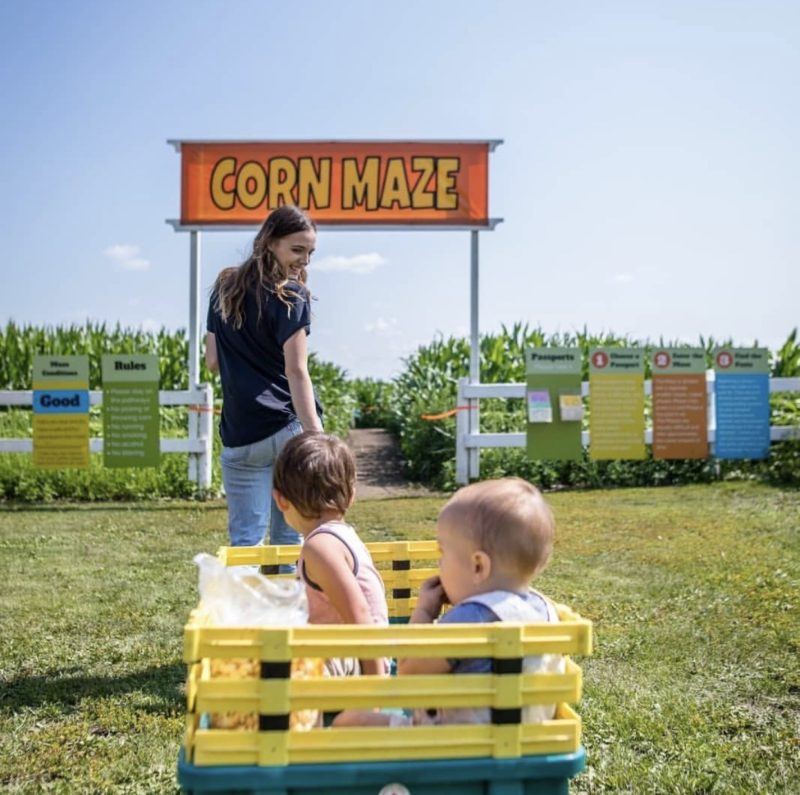Edmonton Corn Maze Summer 2019